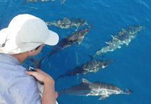 Interdiction d’approcher les mammifères marins à moins de 100m Parc naturel marin, Mayotte