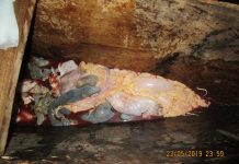 Braconnage : un agent du Conseil départemental condamné