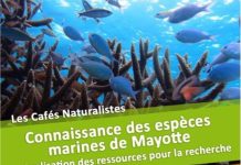 Ces créatures qui peuplent notre lagon