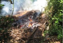 Opération de destruction de charbonnière illégale à Dzoumogné