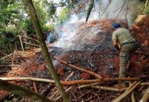 Opération de destruction de charbonnières illégales