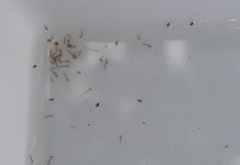 Dengue: le cap des 1.797 cas franchis, déclenchement du niveau 4 du dispositif ORSEC