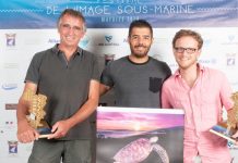 Festival de l’Image sous-marine : le film « Requins nourrices in love » reçoit l’Hippocampe d’or
