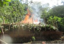 Opération de destruction de charbonnière illégale à M’tsangamouji