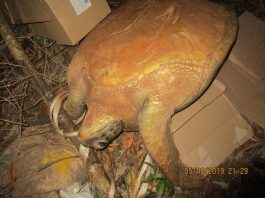 Tortue dans un taxi : le conducteur libéré