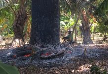 Un manguier détruit par des brûlis