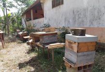 Conférence Naturalistes sur les abeilles, une espèce en danger