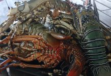 Trêve estivale pour les crustacés à partir du1er novembre, avertit le Parc marin