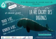 « Dans la peau d’un dugong », un quizz géant proposé par le Parc Marin