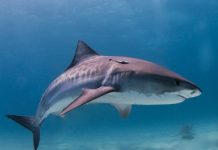 Une touriste française attaquée par un requin aux Seychelles