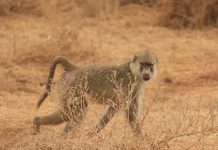 Polémique sur l’arrivée du cirque Zavatta à Mayotte