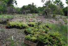 Reboisement : « La forêt semi-sèche n’existe plus que sous l’état de reliques »