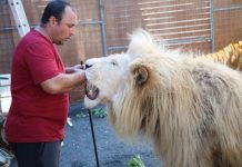 Des fauves sur scène : « leur environnement c’est le cirque » assure le dresseur