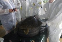 Des tortues décédées par ingestion de déchets