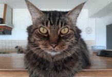 Risque de coma éthylique pour les animaux passés au gel hydroalcoolique !