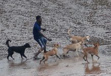Dressage de chiens en vue de combat à Koungou