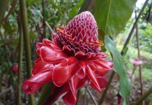 Partons à la découverte des parfums de Mayotte