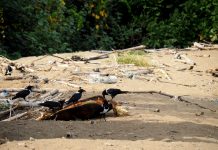 Pendant le confinement, plage rime avec carnage
