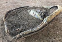 18 mois de prison ferme en appel pour deux braconniers