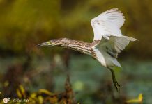 Les oiseaux, une manière de se « reconnecter à la nature » et de « se faire du bien » pendant le confinement