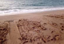 Braconnage : après Moya, des braconnages de tortues à Saziley