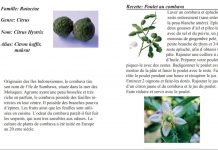 Bientôt un livre sur les ressources comestibles de Mayotte