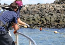 Braconnage sur le lagon, quand navigation rime avec infraction