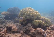 Des coraux menacés mais encore relativement épargnés à Mayotte Corail, Mayotte, barrière