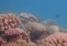 Blanchiment des coraux : pas d’alerte à Mayotte Parc Naturel Marin, Mayotte, corail