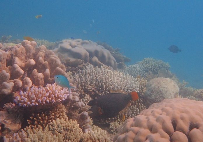 Parc Naturel Marin, Mayotte, corail