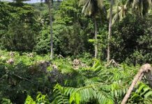 Un peu d’agrotourisme autour de l’ylang ce samedi à Combani