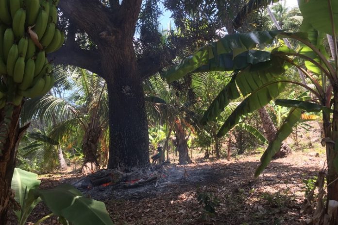 UICN, brûlis, déforestation