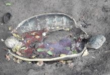 Protection des tortues : « les braconniers commencent à avoir peur »