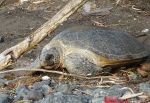 Les Naturalistes suivent de près les tortues marines