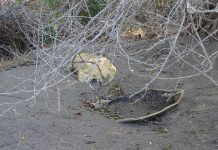 23 tortues braconnées en un mois à peine : rude bilan pour le Remmat