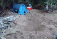 Insolite : une tortue s’invite à un bivouac et pond sous l’emplacement d’une tente
