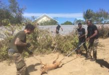 La gendarmerie lutte contre les élevages clandestins de chiens