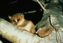 Madagascar : un tiers des lémuriens en danger critique d’extinction