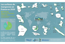 Une nouvelle cartographie des mangroves de l’outre-mer français