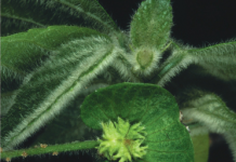 Une nouvelle espèce découverte sur l’îlot M’Bouzi