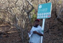 L’envahissante Lantana Camara, épineux enjeu pour l’îlot M’Bouzi