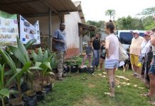 La filière cocotier sinistrée par les vols : des solutions en vue Cocotiers, Mayotte, Cirad, DAAF