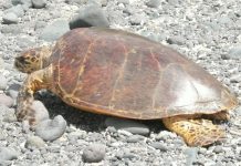 Pour veiller sur les tortues, les Naturalistes lancent un appel au cofinancement