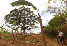 Le sort d’un « manguier centenaire » émeut au collège de Passamaïnty manguier passamainty