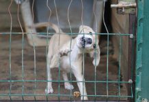 Endetté, le refuge pour animaux Gueules d’Amour appelle à l’aide