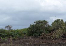 Mangrove, je t’aime, un peu, beaucoup… pas du tout Mangrove, Mayotte, UICN
