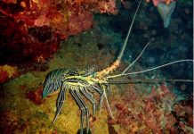 Pêche aux crustacés interdite depuis le 1er novembre Langouste, Mayotte, Parc Naturel Marin