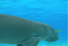 Plan d’action du gouvernement pour sauver le dugong à Mayotte Dugong, Mayotte, UICN, Lecornu