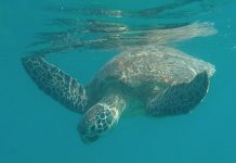 Préserver les tortues marines : « Le premier contact du touriste avec le département » Sea Shpherd, tortues, Mayotte