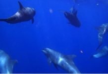 Des cétacés en hors-saison des baleines Péponocéphales, Parc naturel marin, Mayotte